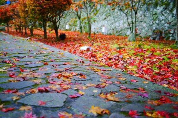 紅葉を見に行くときは 足元 に注意 落ち葉の道に潜む 危険 とは 21年10月31日 エキサイトニュース