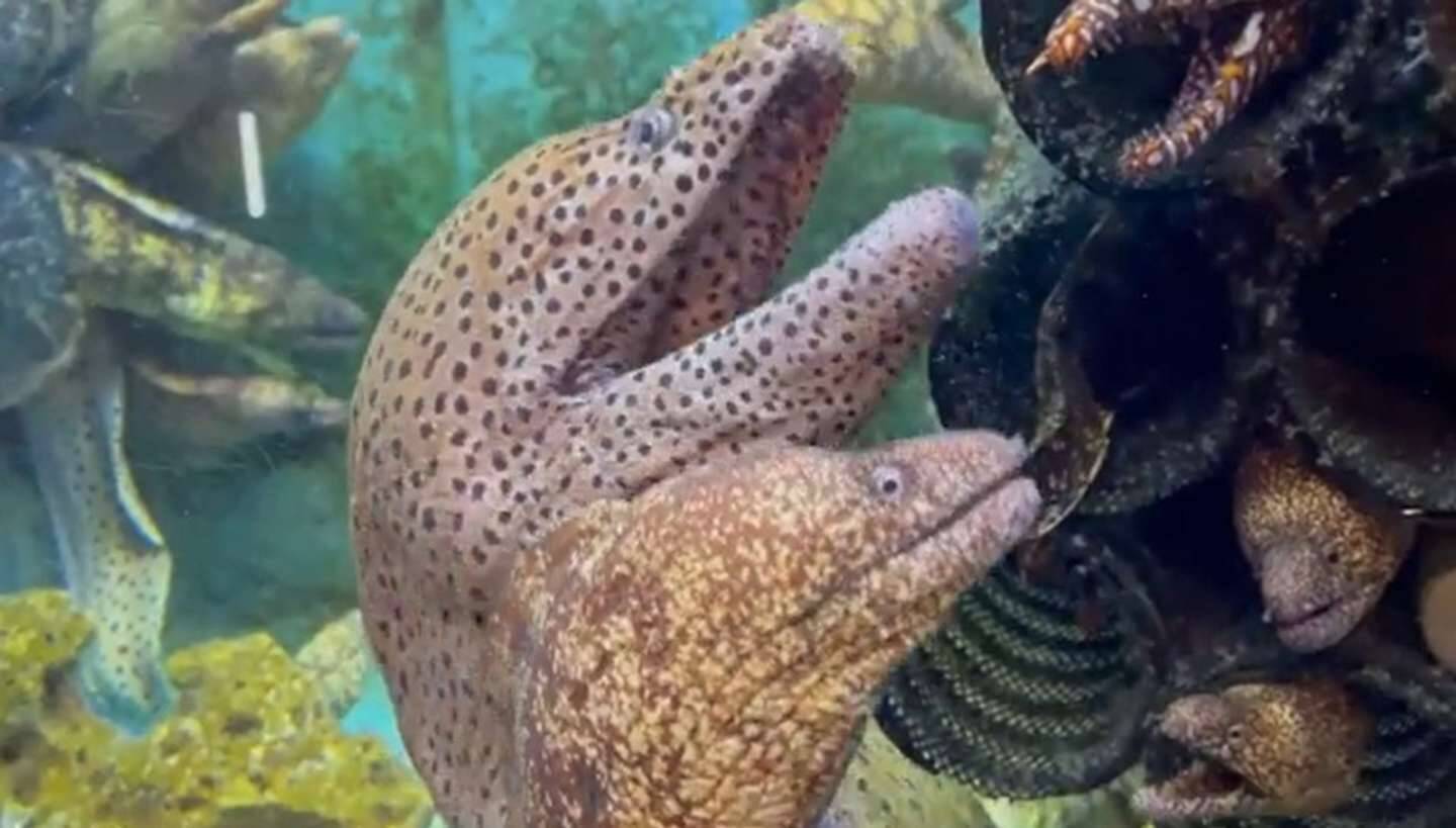 何をしてるの 水族館で激写された 海のギャング の謎行動に衝撃走る 館長も 初めて見た 21年11月22日 エキサイトニュース