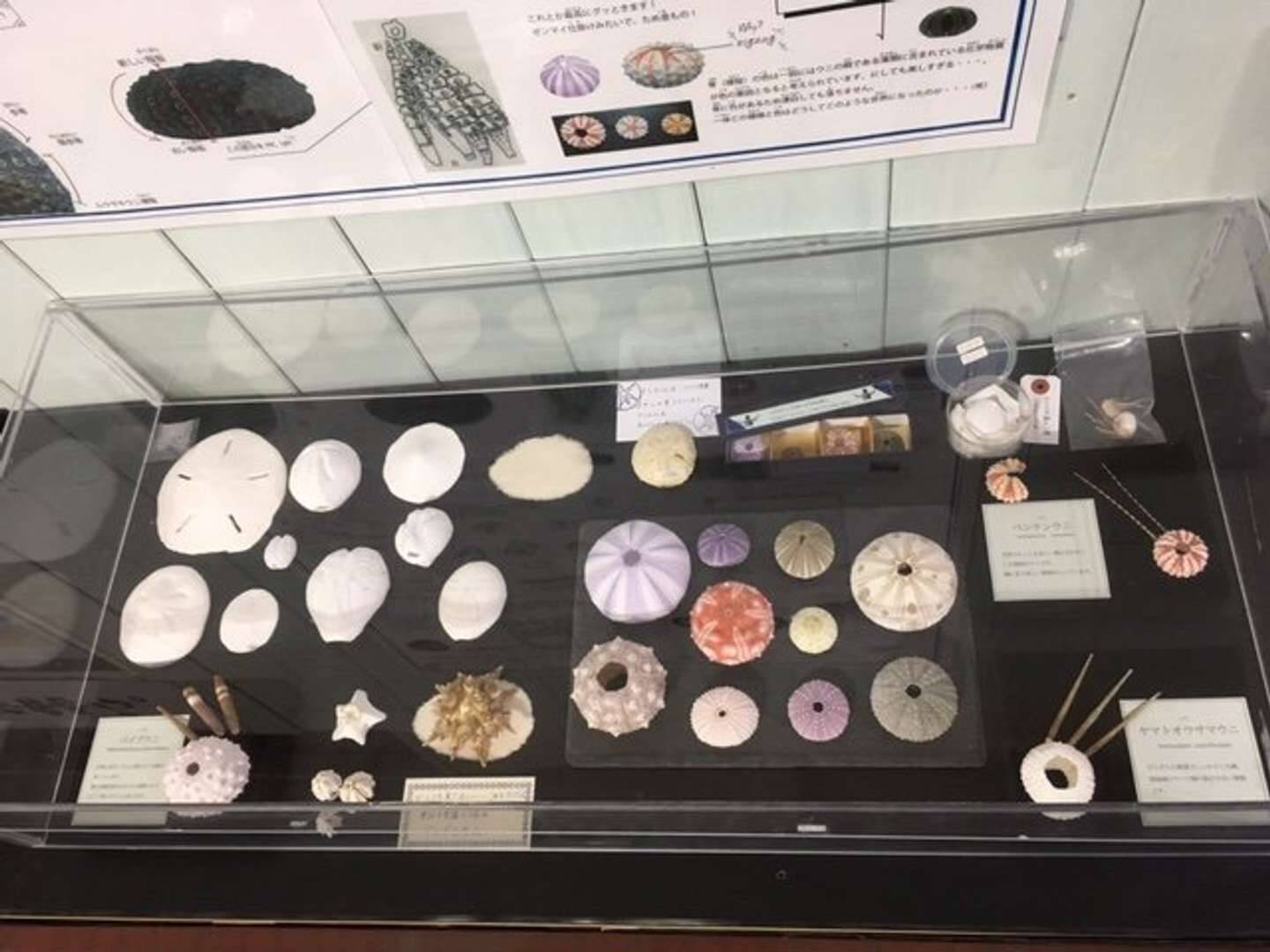 ウニを愛しすぎて ウニのカシパン祭り を開催した飼育員は語る 時代がやっとウニに追いついた 21年12月6日 エキサイトニュース 4 4