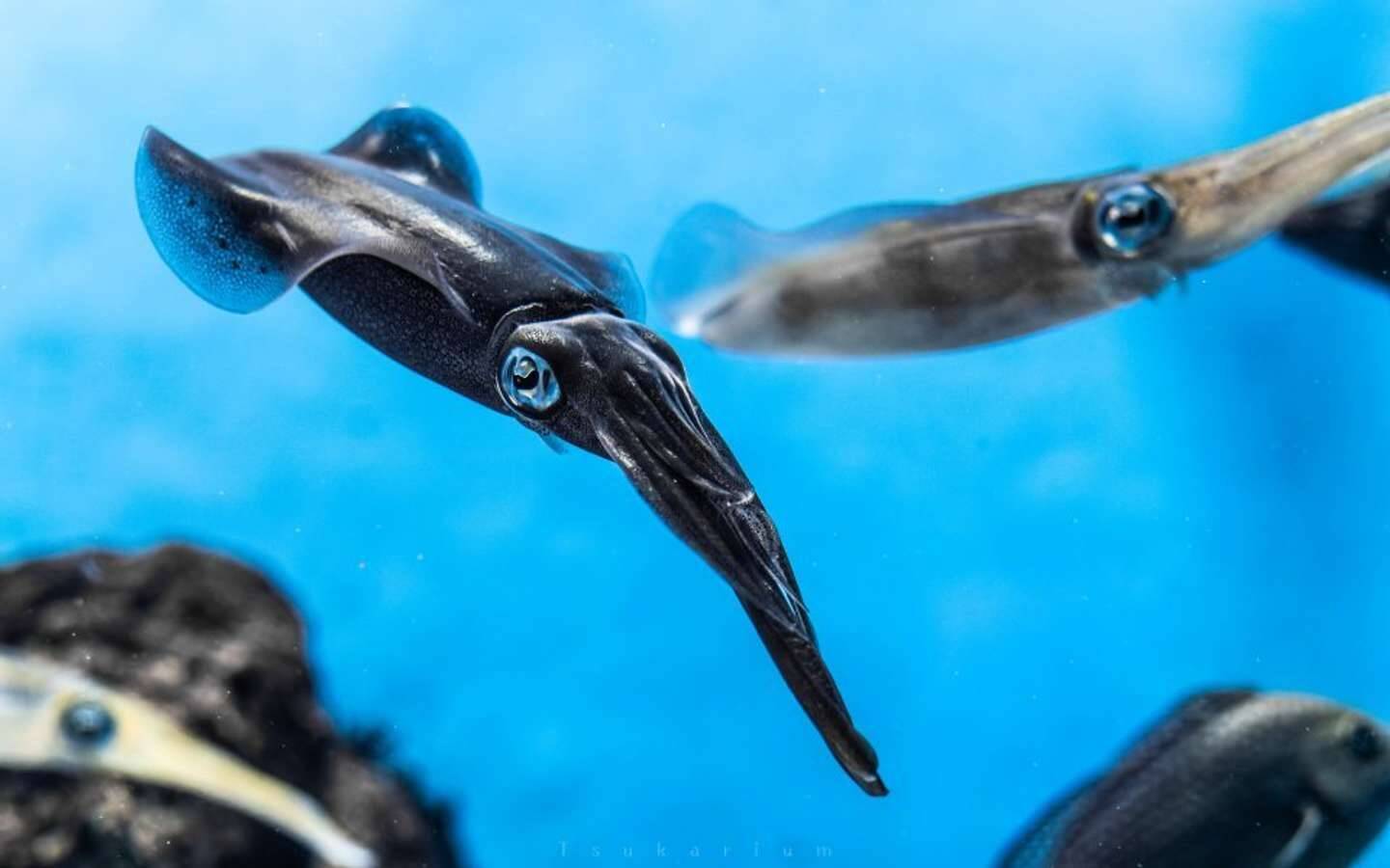 まさか闇堕ち 白いイカの群れで 一匹だけが真っ黒に 水族館に理由を聞くと 21年12月10日 エキサイトニュース