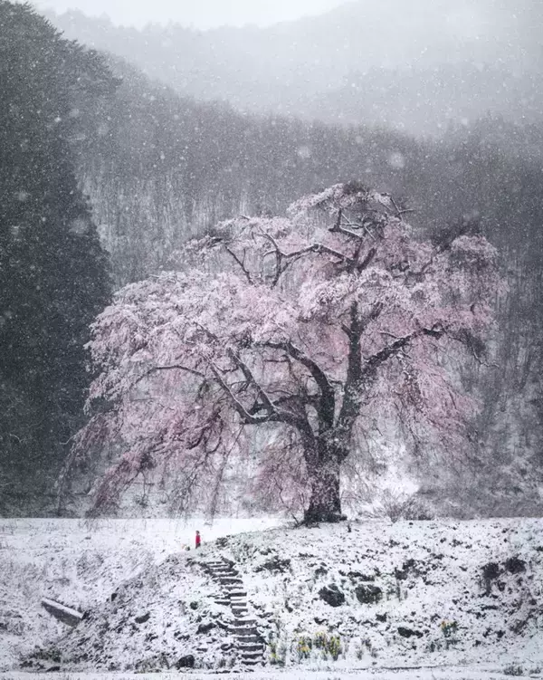 群馬県で、冬と春が重なった　「満開シダレザクラの雪化粧」が神々しいほど美しい