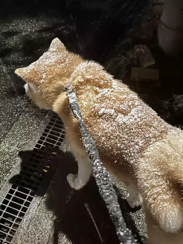 「美味しそ...」「甘そうですね！」　秋田犬の〝食べたい背中〟に4万人のお腹ぺこぺこ