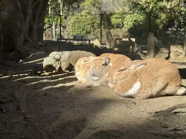 ウサギの奥にナニかいるッ！　長崎バイオパークの〝日常風景〟に1.7万人驚がく