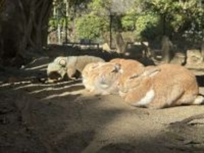 ウサギの奥にナニかいるッ！　長崎バイオパークの〝日常風景〟に1.7万人驚がく