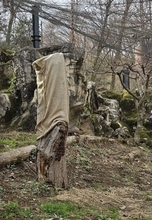 ユキヒョウ、どこでしょう？　多摩動物公園出題の〝激ムズクイズ〟に2.6万人苦戦