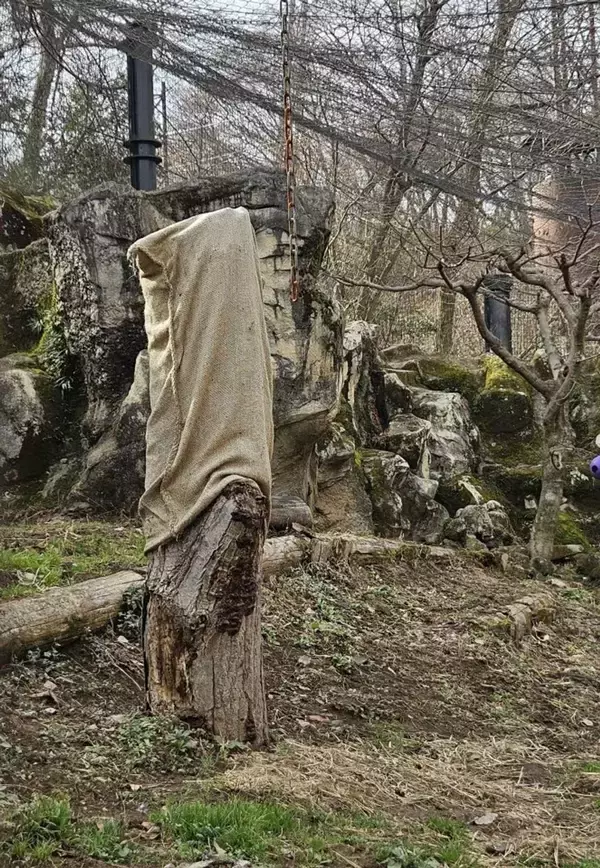 ユキヒョウ、どこでしょう？　多摩動物公園出題の〝激ムズクイズ〟に2.6万人苦戦