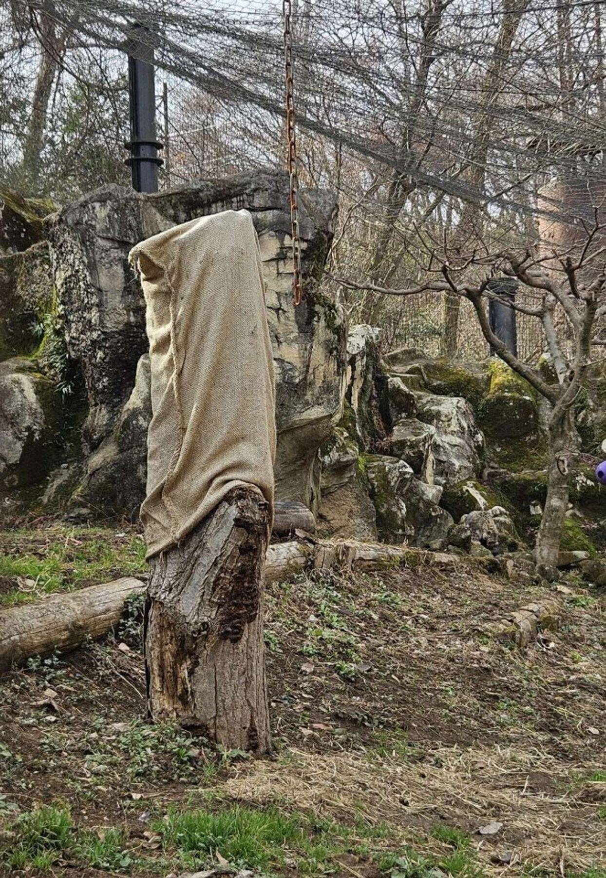 ユキヒョウ、どこでしょう？　多摩動物公園出題の〝激ムズクイズ〟に2.6万人苦戦