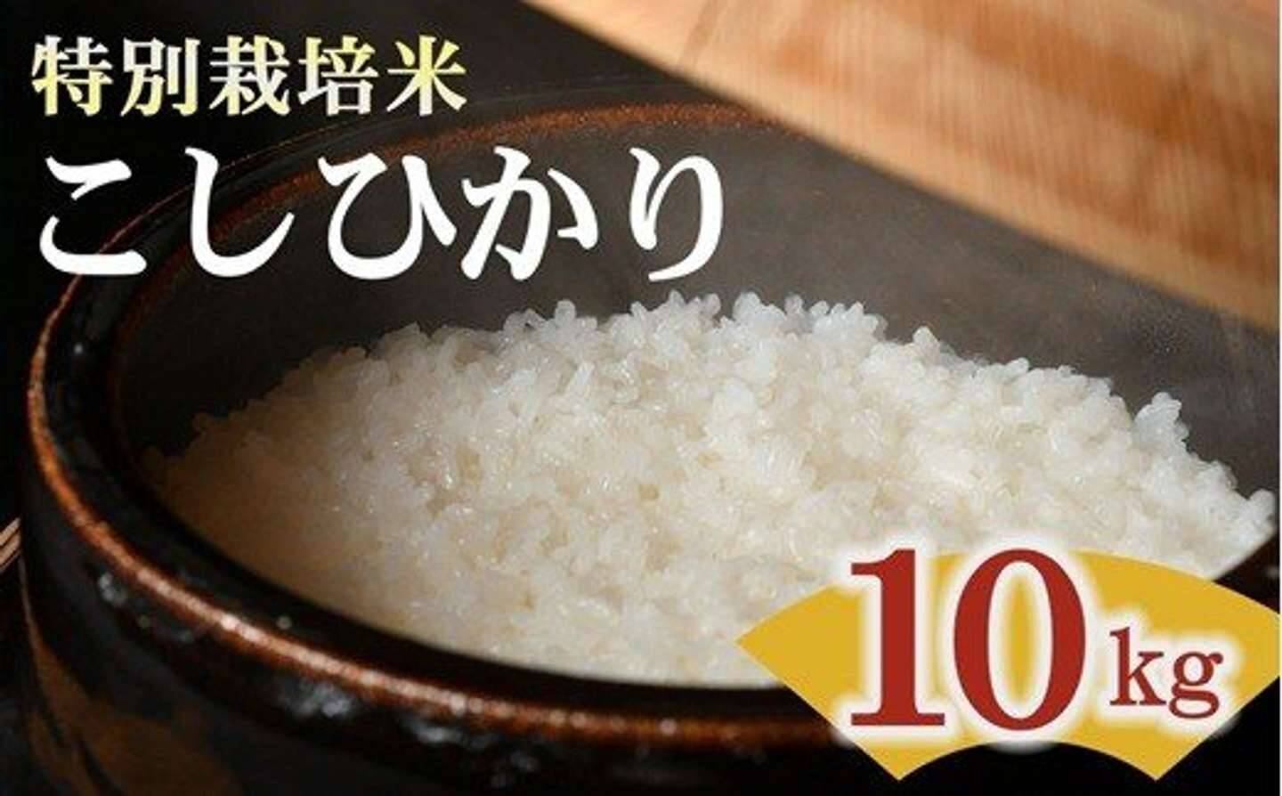 米といったら、やっぱりコレ！？　ふるさとチョイスで人気の【コシヒカリ】5選