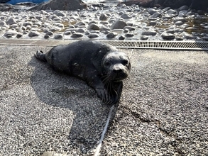 横浜・八景島シーパラダイスで「ゼニガタアザラシ」赤ちゃん誕生　母親に寄り添い元気に泳ぐ