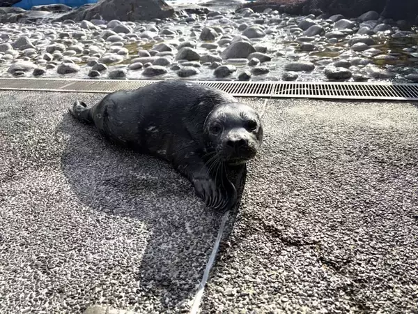 横浜・八景島シーパラダイスで「ゼニガタアザラシ」赤ちゃん誕生　母親に寄り添い元気に泳ぐ