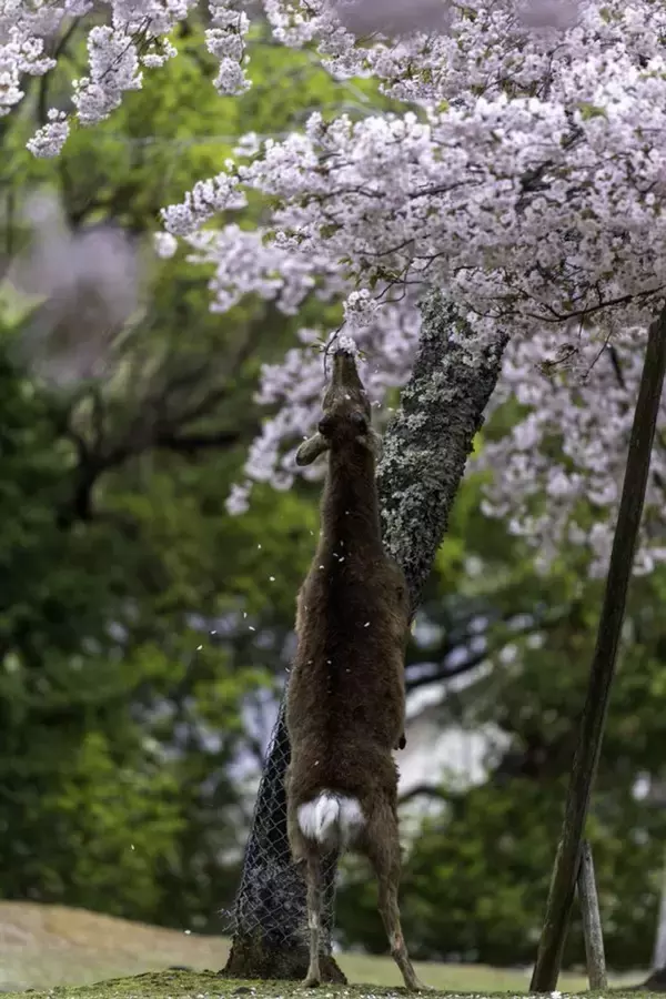 奈良の鹿の〝春のお楽しみ〟現場を激写　精いっぱいな姿にSNSにっこり「尊いなぁ」「可愛いんだからもう」
