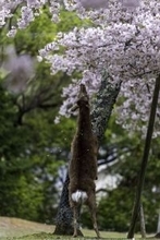 奈良の鹿の〝春のお楽しみ〟現場を激写　精いっぱいな姿にSNSにっこり「尊いなぁ」「可愛いんだからもう」