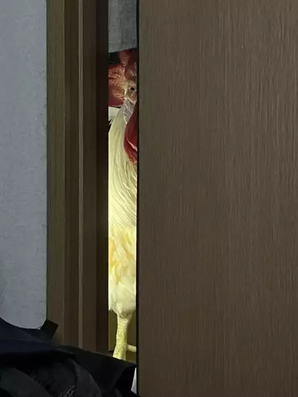 「完全にホラーなやつですね」　物陰からこちらを覗く生き物に9000人戦慄