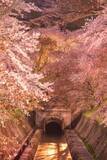 「〝新国宝〟琵琶湖疎水の桜並木に、幻想絶景「観月舞台」も　滋賀・大津で春のライトアップ始まる」の画像1