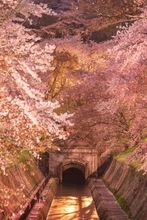 〝新国宝〟琵琶湖疎水の桜並木に、幻想絶景「観月舞台」も　滋賀・大津で春のライトアップ始まる