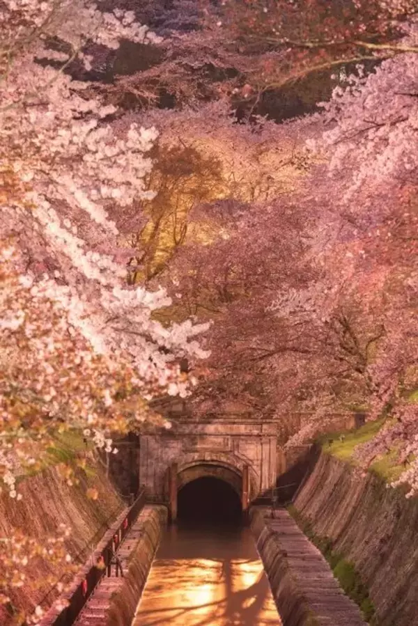 〝新国宝〟琵琶湖疎水の桜並木に、幻想絶景「観月舞台」も　滋賀・大津で春のライトアップ始まる