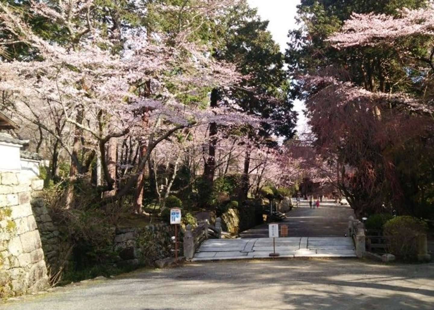 〝新国宝〟琵琶湖疎水の桜並木に、幻想絶景「観月舞台」も　滋賀・大津で春のライトアップ始まる