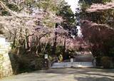 「〝新国宝〟琵琶湖疎水の桜並木に、幻想絶景「観月舞台」も　滋賀・大津で春のライトアップ始まる」の画像2