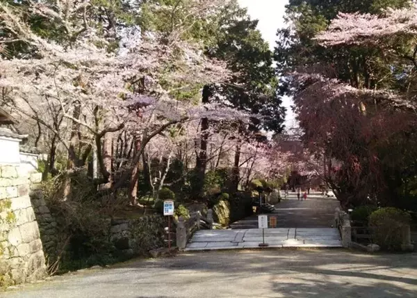 「〝新国宝〟琵琶湖疎水の桜並木に、幻想絶景「観月舞台」も　滋賀・大津で春のライトアップ始まる」の画像