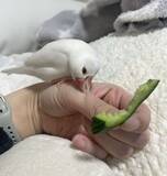 「目の前には大好物、なのに...「どうして」　文鳥さんの理不尽すぎる行動に2万人笑う」の画像1