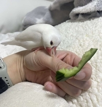 目の前には大好物、なのに...「どうして」　文鳥さんの理不尽すぎる行動に2万人笑う