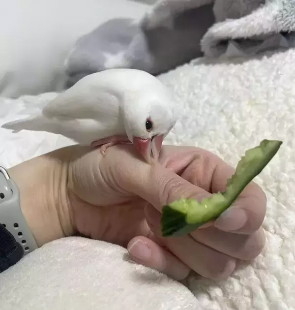 目の前には大好物、なのに...「どうして」　文鳥さんの理不尽すぎる行動に2万人笑う