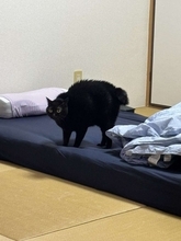 ここでは誰も寝てはならぬ！　来客用布団を敷いたら...ツンデレ猫の〝威嚇姿〟に14万人もん絶