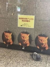 「人間は愚か」「舐められてるw」　完全に失敗している「鳩被害対策グッズの実証実験」に21万人苦笑