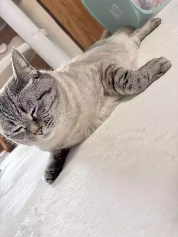 「ネコ辞めたのか？」「新しい生物」　愛する猫をふと見たら...まさかの〝変身〟に3.5万人驚がく