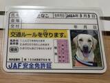 「JAFが作ってくれた〝犬の免許証〟に2.5万人から大絶賛　「なめイヌやん！」「控えめに言って良すぎる」」の画像1