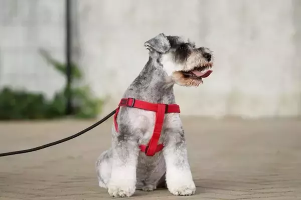 「JAFが作ってくれた〝犬の免許証〟に2.5万人から大絶賛　「なめイヌやん！」「控えめに言って良すぎる」」の画像