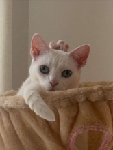 「可愛いけど、どうなってんの！？」　毛づくろい中に〝戴冠〟していた猫王様に1万人驚がく