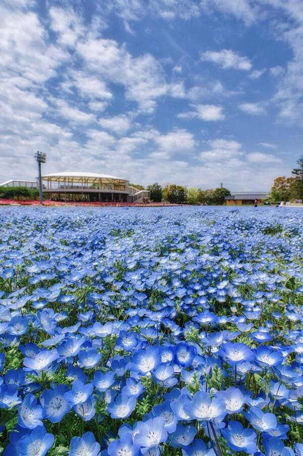 真っ青な空の下に広がる 真っ青なお花畑 見渡す限りの ネモフィラ絨毯 が清々しい 22年4月24日 エキサイトニュース