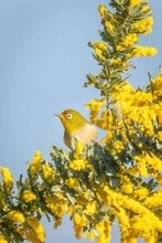「何てレアな」「かんわいい」　静岡で激写された〝ミモジロー〟に8000人感たん