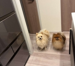 愛犬たちに〝キッチン立入禁止〟を教え込んだ結果　→編み出された高度な戦術に1万人感心「ルールギリギリを攻めるの賢い」