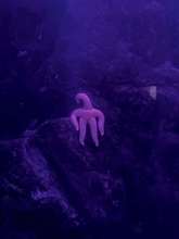 「だいぶ怖い」「これ何？？」　新潟の水族館にいる〝謎の生命体〟に3.9万人戦慄