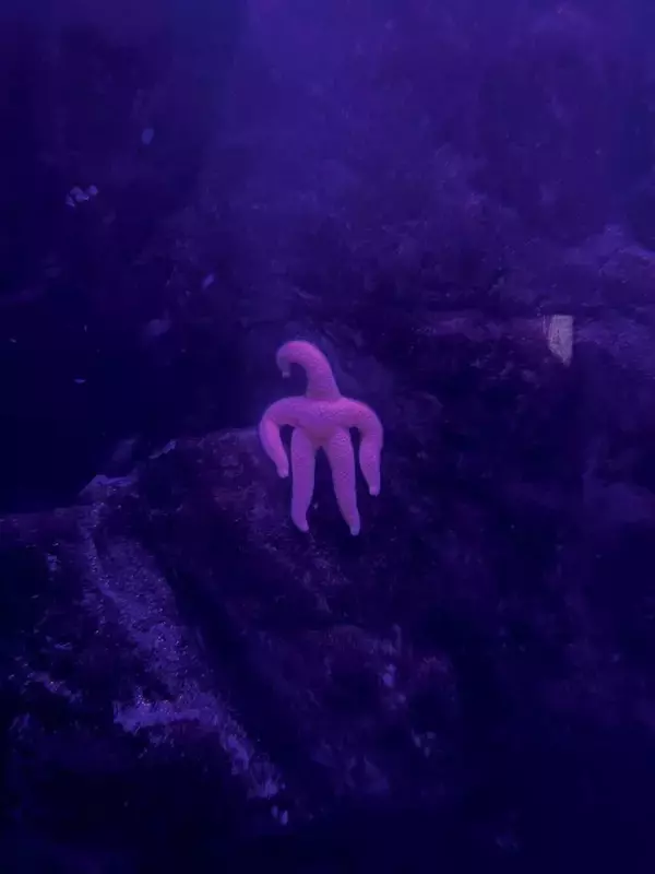 「だいぶ怖い」「これ何？？」　新潟の水族館にいる〝謎の生命体〟に3.9万人戦慄