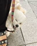 「ムシャクシャしてるフワフワ犬にSNSメロメロ　どうして怒っているのかな？飼い主さんに聞く」の画像1