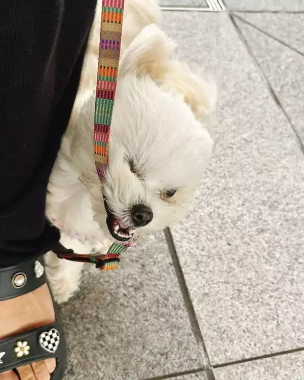 ムシャクシャしてるフワフワ犬にSNSメロメロ　どうして怒っているのかな？飼い主さんに聞く