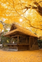 見ごろ迎えた埼玉・玉敷神社の銀杏が美しい　頭上にも足元にも...広がる黄金色にうっとり