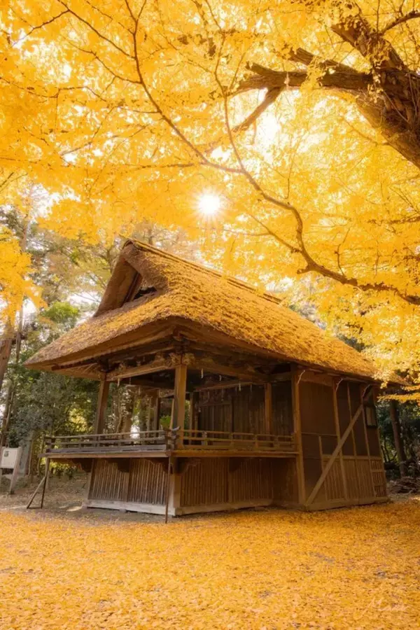見ごろ迎えた埼玉・玉敷神社の銀杏が美しい　頭上にも足元にも...広がる黄金色にうっとり