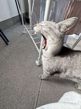 「奇跡の1枚」「騙されました」　ウサギにしか見えないけど、実は...まさかの〝正体〟に2.4万人驚がく