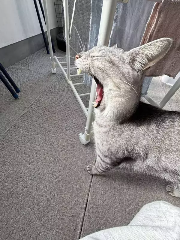 「奇跡の1枚」「騙されました」　ウサギにしか見えないけど、実は...まさかの〝正体〟に2.4万人驚がく