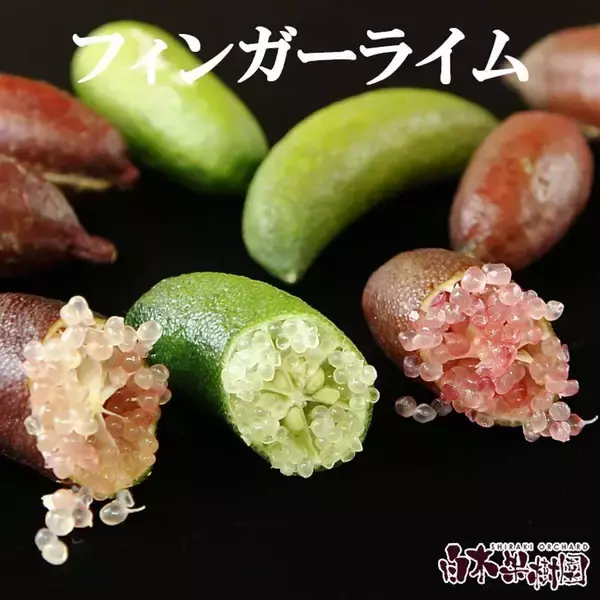 「一度は食べてみたくない？　アテモヤ、蟠桃、やまもも...ふるさとチョイスで選べる〝激レア果物〟5選」の画像