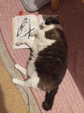 勉強中、ちょっと席を離れたら...「なぜピンポイントで？」　猫の〝妨害〟に3.5万人もん絶「かわいすぎる」