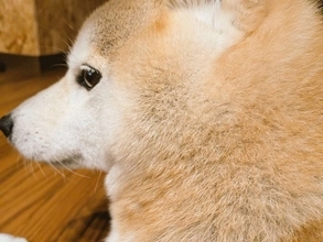 柴犬に「ちょっと太った？」と聞いてみたら→〝まさかの反応〟に6.1万人もん絶　「めっちゃ、わかってる」