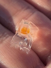 「マイクラ？」「コレが生き物とは」　海を漂う〝四角いクラゲ〟に1.1万人瞠目