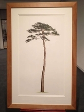 東日本大震災の津波に耐えた「奇跡の一本松」　植物画家が受け取った「木からのメッセージ」とは