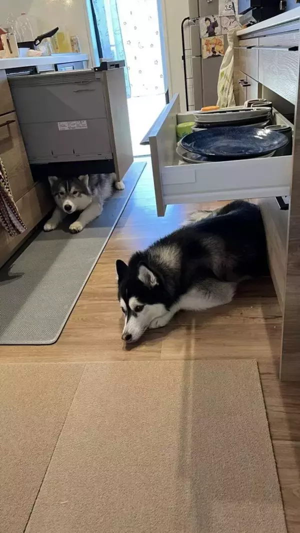 引き出しをあけると、その下で！？　ハスキーあるあるな〝謎行動〟に5.7万人ほっこり