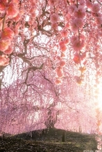 桃源郷って、三重に実在するらしい　「鈴鹿の森庭園」の幻想絶景に1.8万人見惚れる